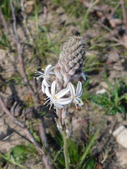 Trachyandra hirsutiflora