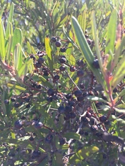Ornithostaphylos oppositifolia