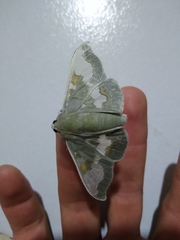 Siga pyronia