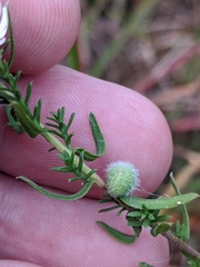 Rhopalomyia gemmaria