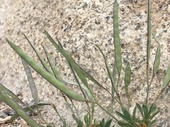Boechera platysperma