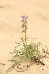 Lupinus multiflorus