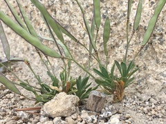 Boechera platysperma