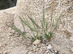 Boechera platysperma