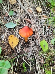 Hygrocybe conica