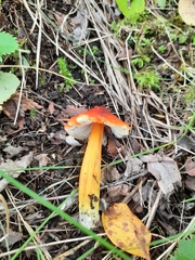Hygrocybe conica