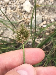 Carex abrupta