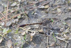 Arigomphus pallidus