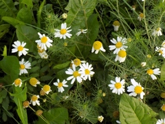Tripleurospermum inodorum