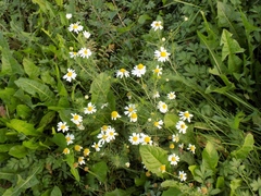 Tripleurospermum inodorum
