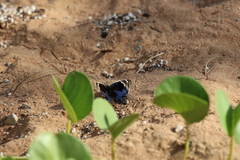 Junonia orithya