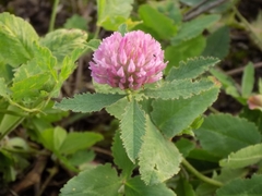Trifolium pratense
