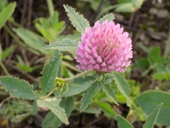 Trifolium pratense