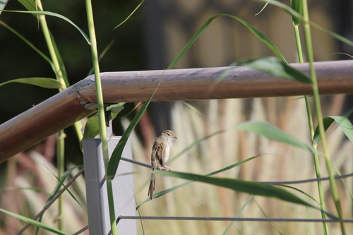 Delicate Prinia (Prinia lepida), photo 9