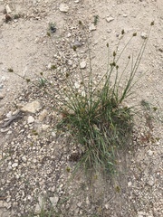 Carex abrupta