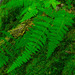 Bulblet Fern - Photo (c) thesnaguy, some rights reserved (CC BY-NC-SA), uploaded by thesnaguy