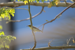 Cinnyris asiaticus