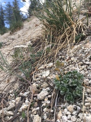 Draba asterophora