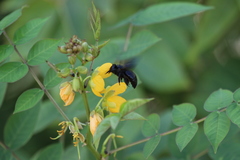 Xylocopa sulcatipes