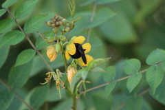 Xylocopa sulcatipes