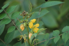 Senna occidentalis