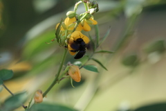 Xylocopa sulcatipes