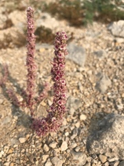 Halogeton