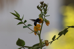 Xylocopa sulcatipes
