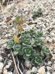 Draba asterophora