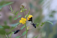Xylocopa sulcatipes