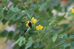 Xylocopa sulcatipes