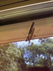 Stagmomantis carolina