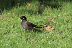 Acridotheres tristis