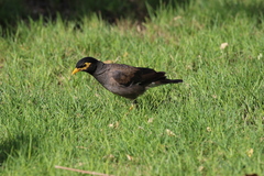 Acridotheres tristis