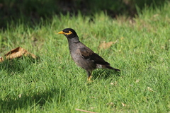 Acridotheres tristis