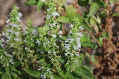 Ocimum