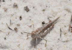 Psinidia fenestralis