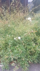 Angiospermae