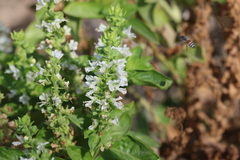 Ocimum