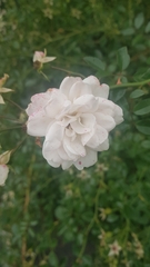 Angiospermae