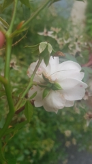 Angiospermae