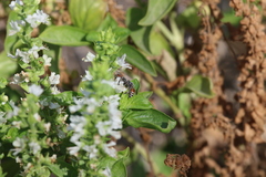 Ocimum