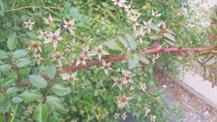 Angiospermae