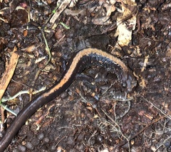 Plethodon shenandoah