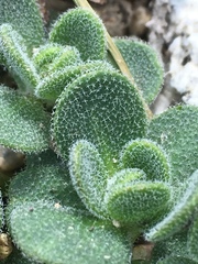 Draba asterophora