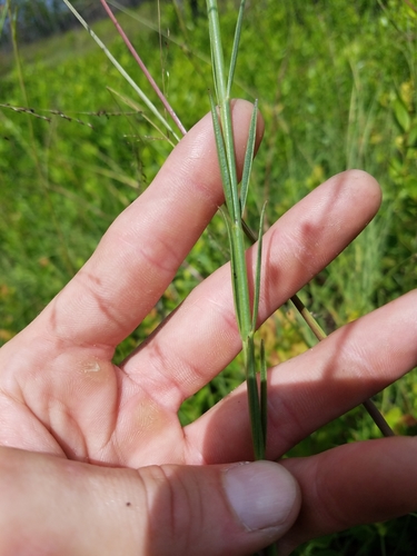 Image of Agalinis linifolia by (c) Scott Ward, some rights reserved (CC BY)