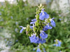 Salvia uliginosa