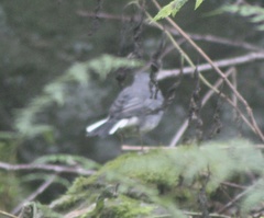 Junco hyemalis carolinensis