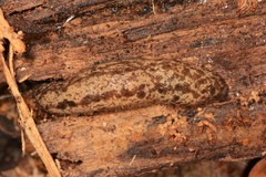 Philomycus flexuolaris