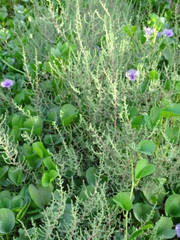 Salsoloideae